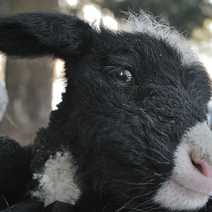 1 Tag altes Lamm