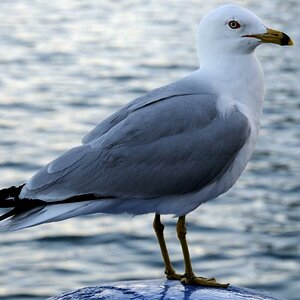 Möwe