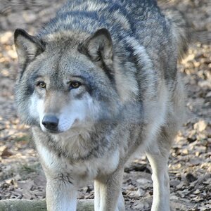 wolf2