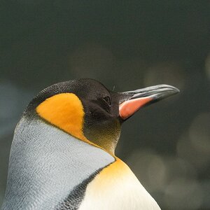 Kaiserpinguin