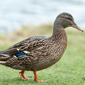 Ente 2