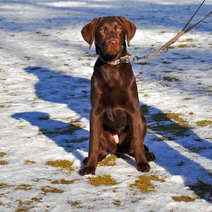 Stella,Labrador,ca 4 Monate