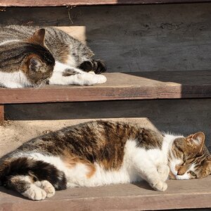 Unsere katzen
