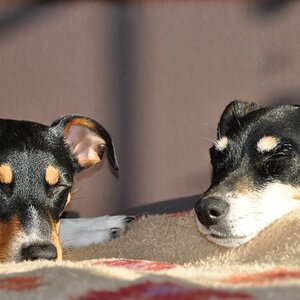 Mila 2 Jahre und Motte 16 Jahre