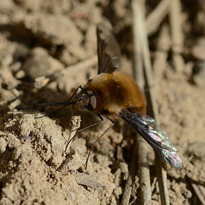 monstermücke