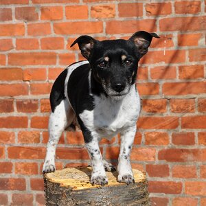 Mini,15 Jahre