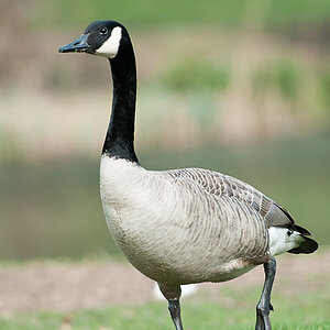 Gans 1