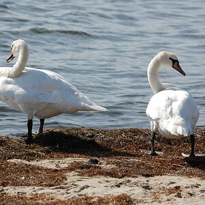 Schwanen-Ostsee