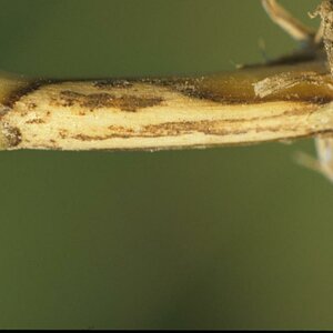 WW Rhizoctonia 1995   02 k