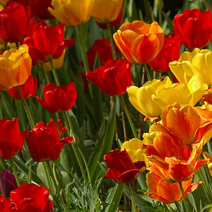 DSC 6249 Tulpen 800