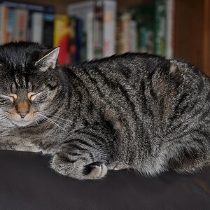 Willi