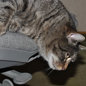 Willi