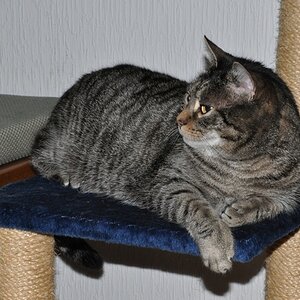 Willi