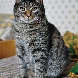 Willi