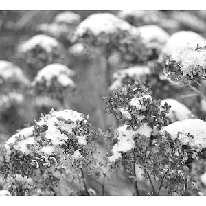 Schnee