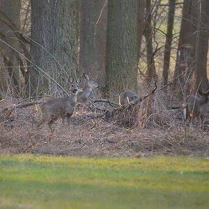 Rehe im Winterfell, perfekt getarnt im winterlichen Wald