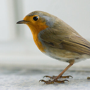 Rotkehlchen-Besuch