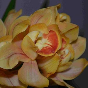 Internet Orchidee 55mm 2 Blitze 20110218 164804