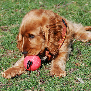 Benny - 3 Monate alt - Stoibermühle