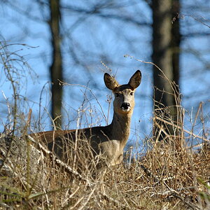 DSC 0067 bearbeitet klein