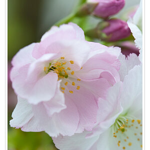 Kirschblüte 1