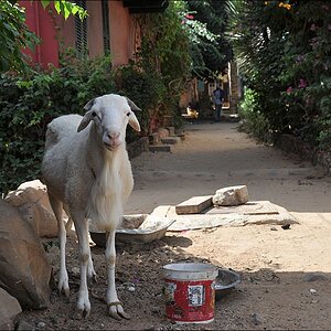 comp Senegal 3 247b
