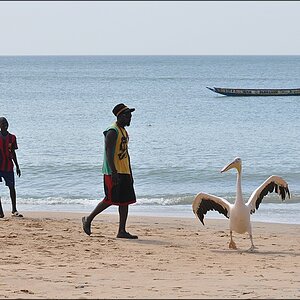 comp 3Senegal 1 369b