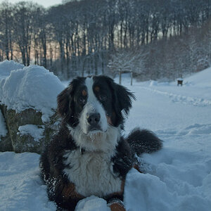 Schnee Ben