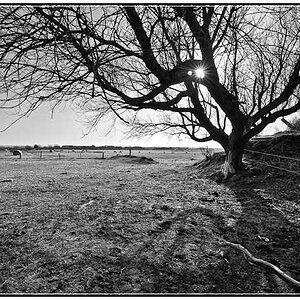 Sylt, Baum, Wiese