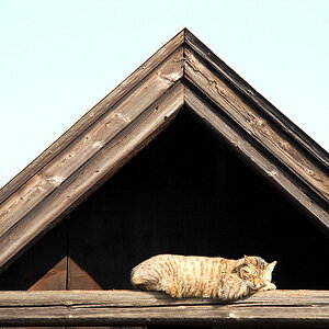 Zeigt her Eure Katzen