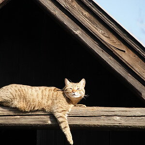 Zeigt her Eure Katzen