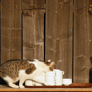Zeigt her Eure Katzen