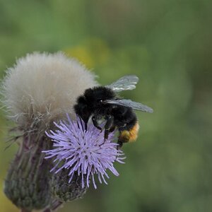 Hummel auf Kratzdistel