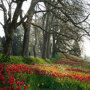 Morgen in der Frühlingsallee auf der Mainau
