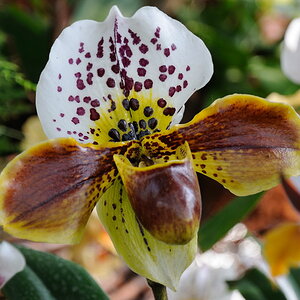 Orchideen im warmen Gewächshaus