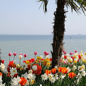 Palmen und Meer...