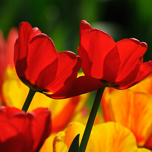 Tulpen