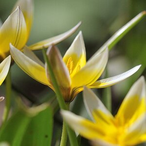 Blume2