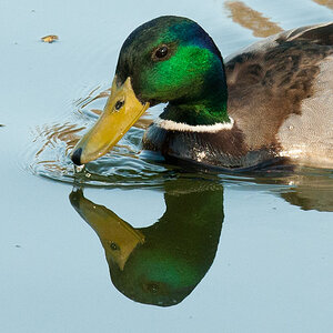 Ente 8