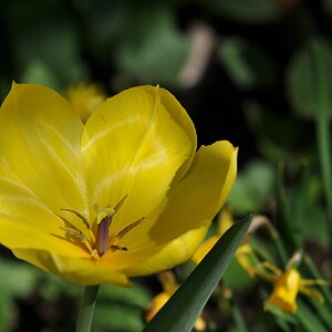 Frühlingsgelb

D5000 / Sigma 50-150 2.8 EX DC

120.0mm / f/4.0 / 0.0003s (1/4000) / ISO 200