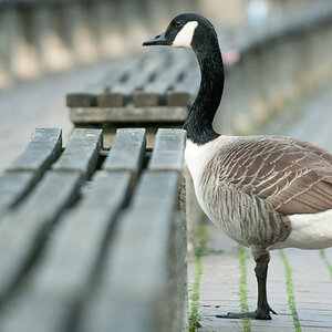 Gans 2