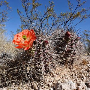 texas30