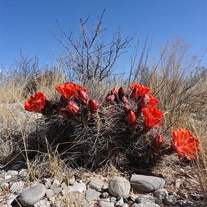texas31