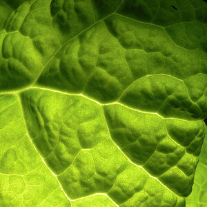 Chlorophyll