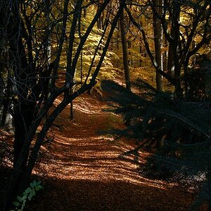 k Herbst im Wald 1