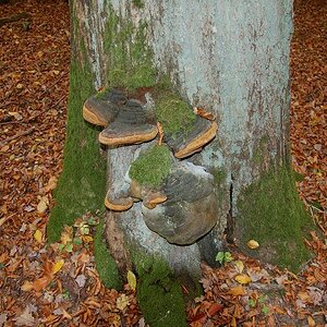 k Herbst im Wald 2