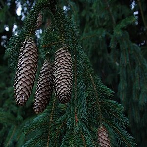 k Herbst im Wald 4