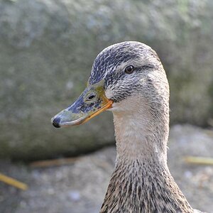 DSC6349 Schärfen