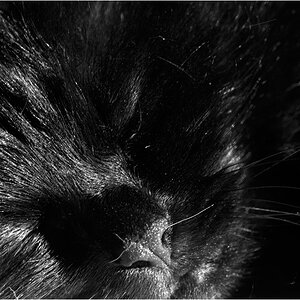 KaterDSC 0123