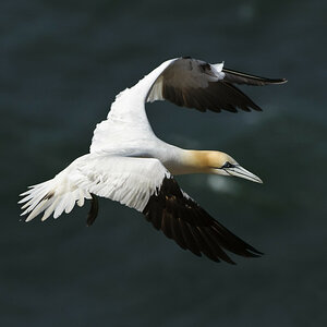 DSC1719
Nikon D300 mit Nikkor AF-S VR 200-400mm f/4G ED-IF 
400mm , F/6,3 , 1/2000 sek , ISO 320 , -1,0LW